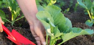 Los matices del uso de diferentes tipos de fertilizantes para alimentar repollo en campo abierto.