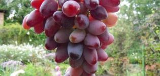 Descripción de las uvas Zarevo, reglas de plantación y cultivo.