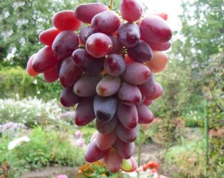 Description of Zarevo grapes, planting and growing rules