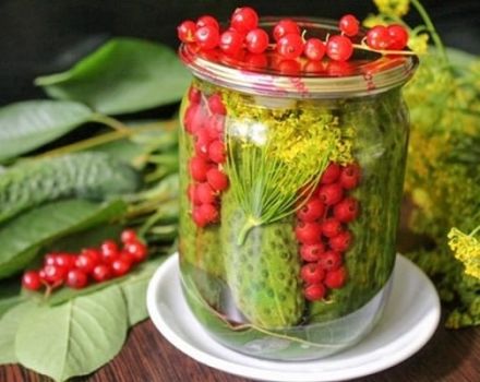 TOP 8 step-by-step recipes for cooking cucumbers with currants for the winter