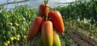 Description of the Aidar tomato variety, its characteristics and taste