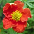 Description et culture de la variété d'arbustes Potentilla Red Ice, plantation et entretien