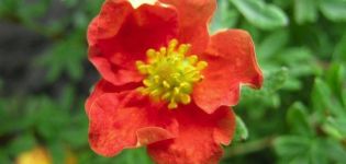 คำอธิบายและการปลูกไม้พุ่ม Potentilla หลากหลายพันธุ์ Red Ice การปลูกและการดูแลรักษา