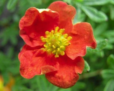 Potentilla krūmų veislės „Red Ice“ aprašymas ir auginimas, sodinimas ir priežiūra