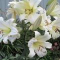 Description of the best varieties of tree lilies, planting and care in the open field