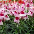 Paglalarawan ng pinakamahusay na mga varieties ng pangmatagalang snapdragons, pagtatanim at pangangalaga