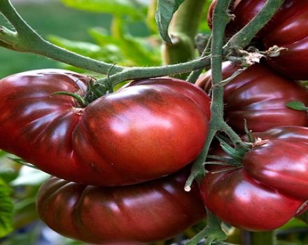 Ciri-ciri dan keterangan mengenai varieti tomato Rom, hasilnya