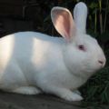 Characteristics and description of White Pannon rabbits, rules of maintenance