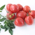 Descripción de la variedad de tomate Talisman, características de cultivo y cuidado.