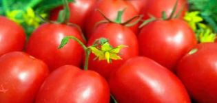 Description of the tomato variety Pearl of Siberia and its characteristics