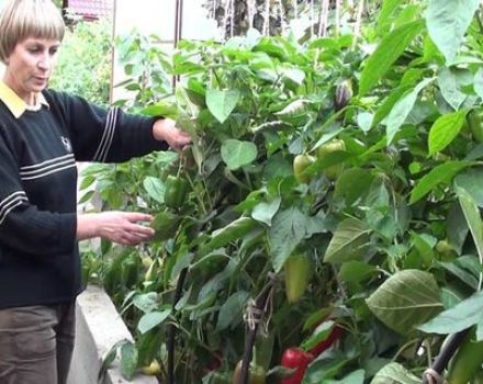 How to grow and care for peppers in a greenhouse from planting to harvest