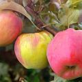 Characteristics and description of Crimean apple varieties Sinap Orlovsky, Kandil and Gorny