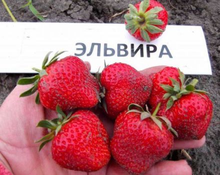 Descripción de las fresas de Elvira, plantación, cultivo y reproducción.