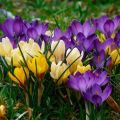 Descriptions and characteristics of the species and the best varieties of crocuses, which are