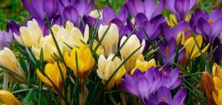 Descriptions and characteristics of the species and the best varieties of crocuses, which are