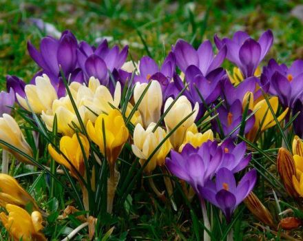 Descriptions et caractéristiques de l'espèce et des meilleures variétés de crocus, qui sont