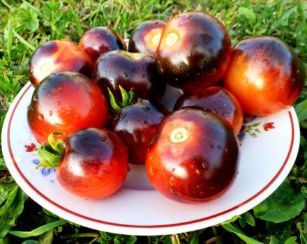 Productivité, caractéristiques et description de la variété de tomate myrtille