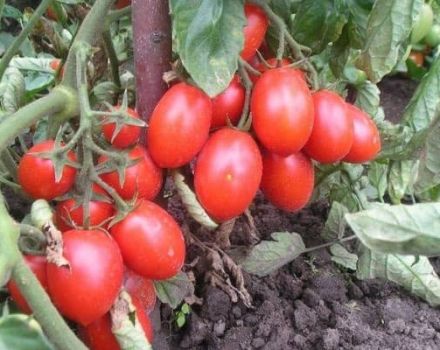 Description of the tomato variety Hard worker, features of cultivation and care