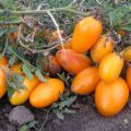 Description of the tomato variety Barrel, its characteristics and yield