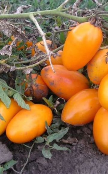 Descrizione della varietà di pomodoro Barile, sue caratteristiche e produttività