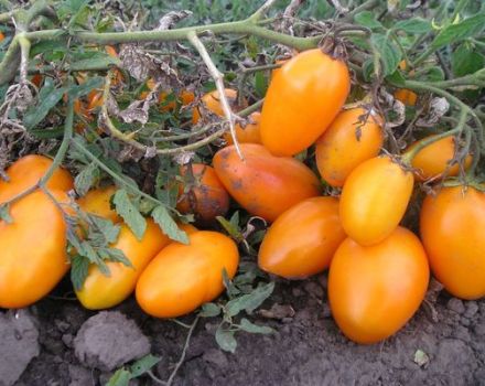 Description of the tomato variety Barrel, its characteristics and yield