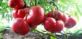 Description of tomato variety Pink Dream f1 and its characteristics