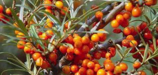 How to properly instill female sea buckthorn on male, timing and methods