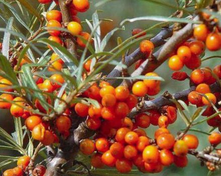 How to properly instill female sea buckthorn on male, timing and methods