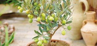 Reproduction, cultivation and care of the olive at home