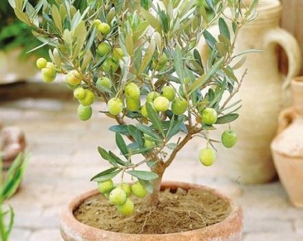 Reproduction, cultivation and care of the olive at home