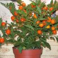 Growing from a stone and caring for persimmons at home, description of varieties and reproduction