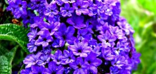 Planting, growing and caring for heliotrope in the open field, varieties and types