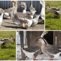 Description and characteristics of geese of the Kuban breed, their breeding and care