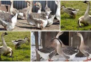 Description and characteristics of geese of the Kuban breed, their breeding and care