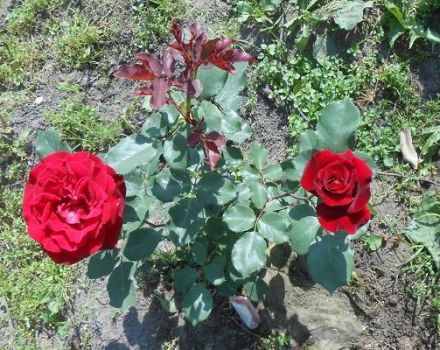 Description of the climbing rose variety Don Juan, planting and care rules