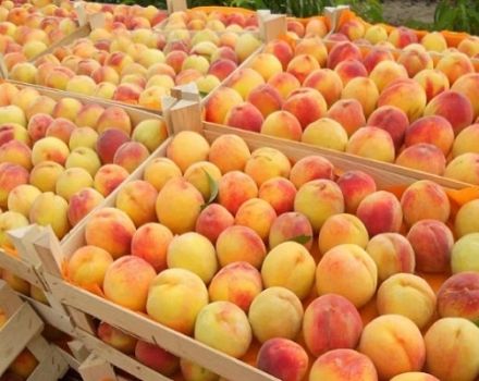 Cómo mantener los albaricoques para el invierno en casa durante el invierno para no estropear