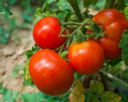 Description de la variété de tomate Blizzard et de ses caractéristiques