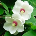 15 best varieties and types of magnolias with descriptions and characteristics