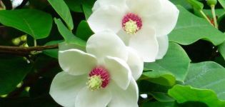 15 meilleures variétés et types de magnolias avec des descriptions et des caractéristiques