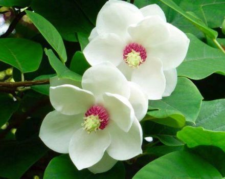 15 best varieties and types of magnolias with descriptions and characteristics