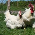 Characteristics and description of chickens of the Hercules breed, maintenance rules