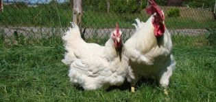 Caractéristiques et description des poulets de la race Hercule, règles d'entretien