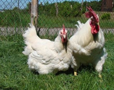 Characteristics and description of Hercules chickens, maintenance rules