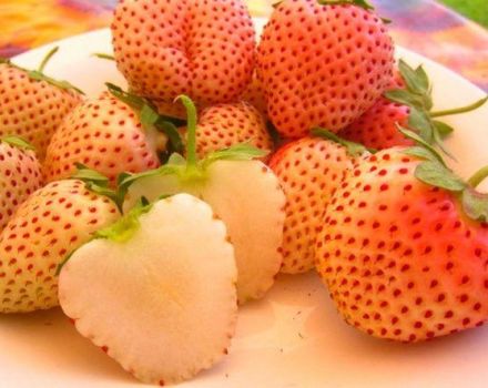 Descripción y características de las fresas de piña, plantación y cuidado.