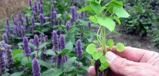 Propiedades útiles del anís lofant, plantación y cuidado en campo abierto.