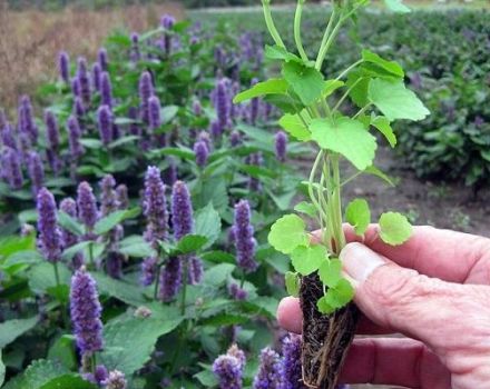 Useful properties of aniseed lofant, planting and care in the open field