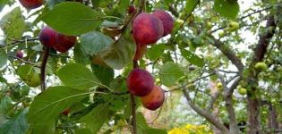 Description et caractéristiques de la variété de prune Etude, pollinisateurs et culture