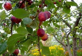 Description and characteristics of Etude plum variety, pollinators and cultivation