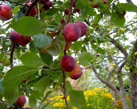 Descripción y características de la variedad de ciruela Etude, polinizadores y cultivo