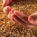 How to germinate grain for chickens correctly and the best mixture composition